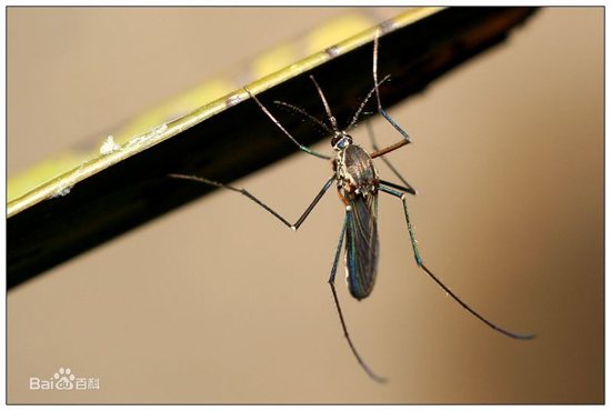 Mosquito, one of the 'top 10 deadliest animals in the world' by China.org.cn.