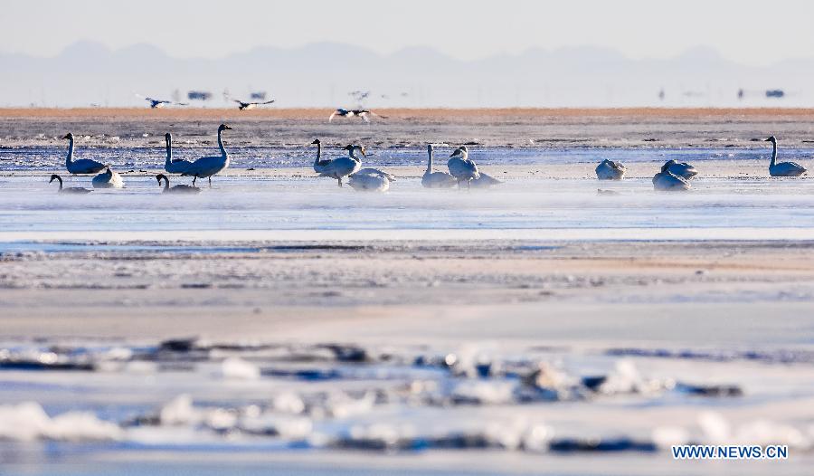 CHINA-QINGHAI-SWAN (CN)