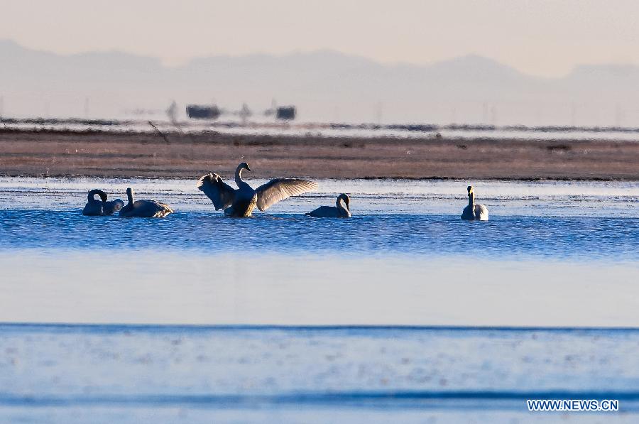 CHINA-QINGHAI-SWAN (CN)