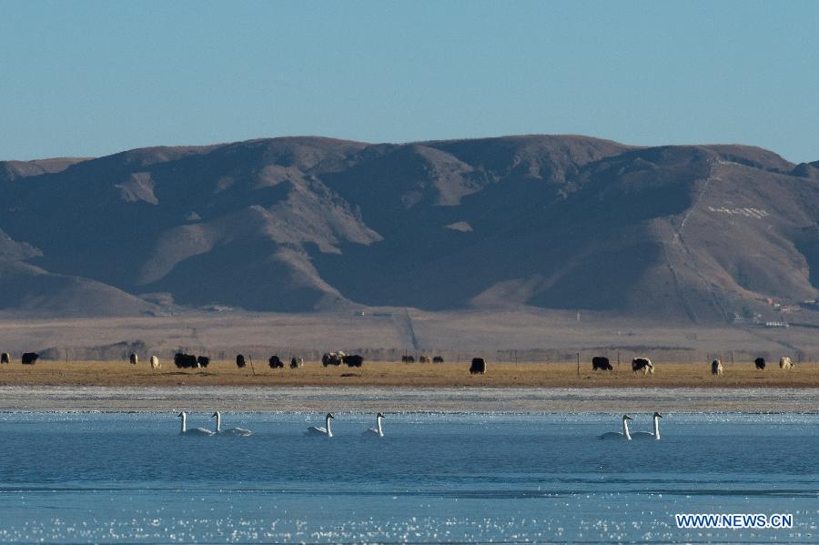 CHINA-QINGHAI-SWAN (CN)