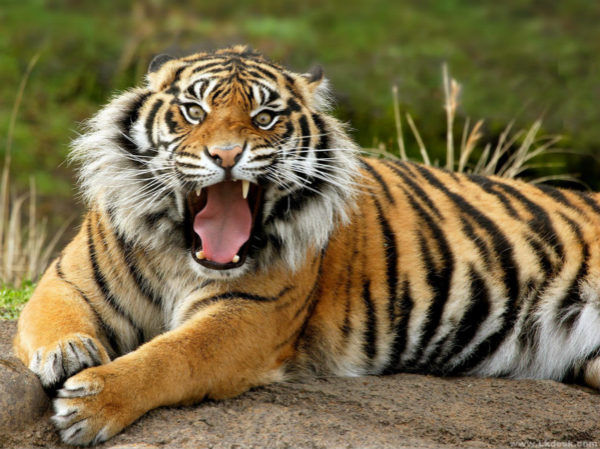 South China tiger [file photo]