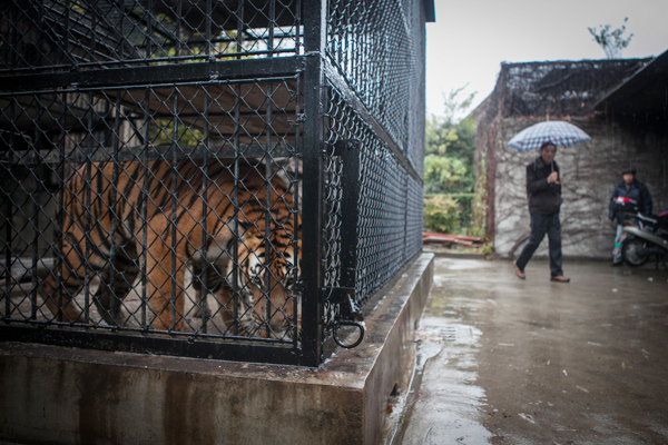 A tiger looks out from a cage at the Shanghai Zoo on Dec 17, 2013, as a man passes by.[Sun Zhan/ for China Daily]