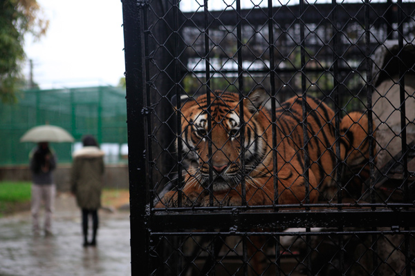 A tiger looks out from a cage at the Shanghai Zoo on Dec 17, 2013.[Sun Zhan/ for China Daily]
