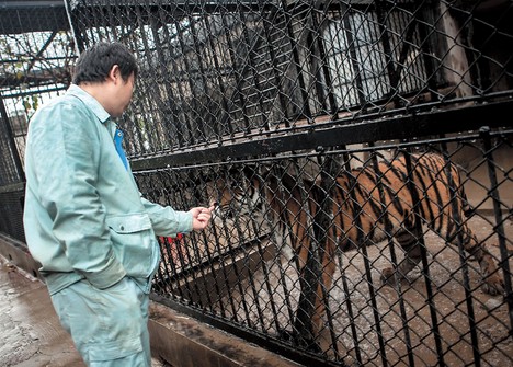 A worker and a tiger in the breeding section of Shanghai Zoo where a South China tiger bit a 57-year-old zookeeper to death yesterday. [photo / Shanghai Daily]