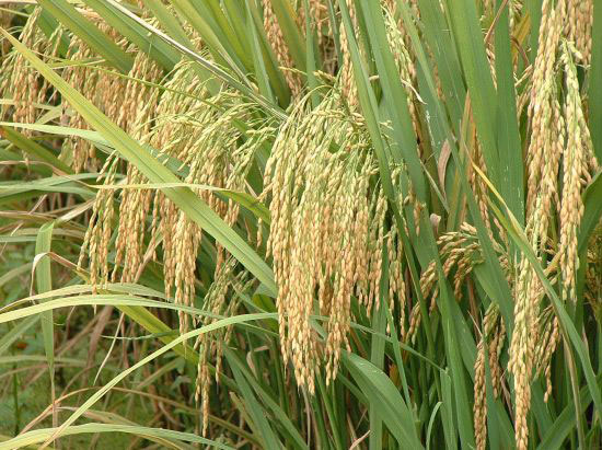 Hybrid rice [File photo]