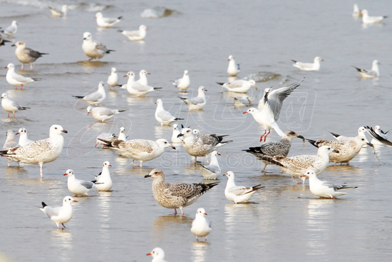 10,000 gulls inhabit Yangmadao Island in Shandong