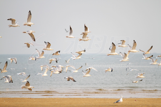 10,000 gulls inhabit Yangmadao Island in Shandong