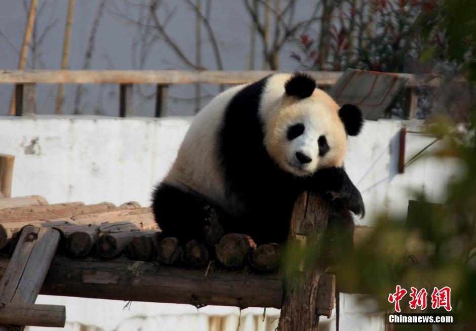 Pandas enjoy sunny winter time in Central China's Anhui Province. [photo / Chinanews.com]