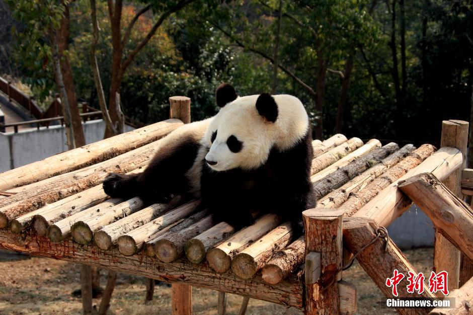 Pandas enjoy sunny winter time in Central China's Anhui Province. [photo / Chinanews.com]
