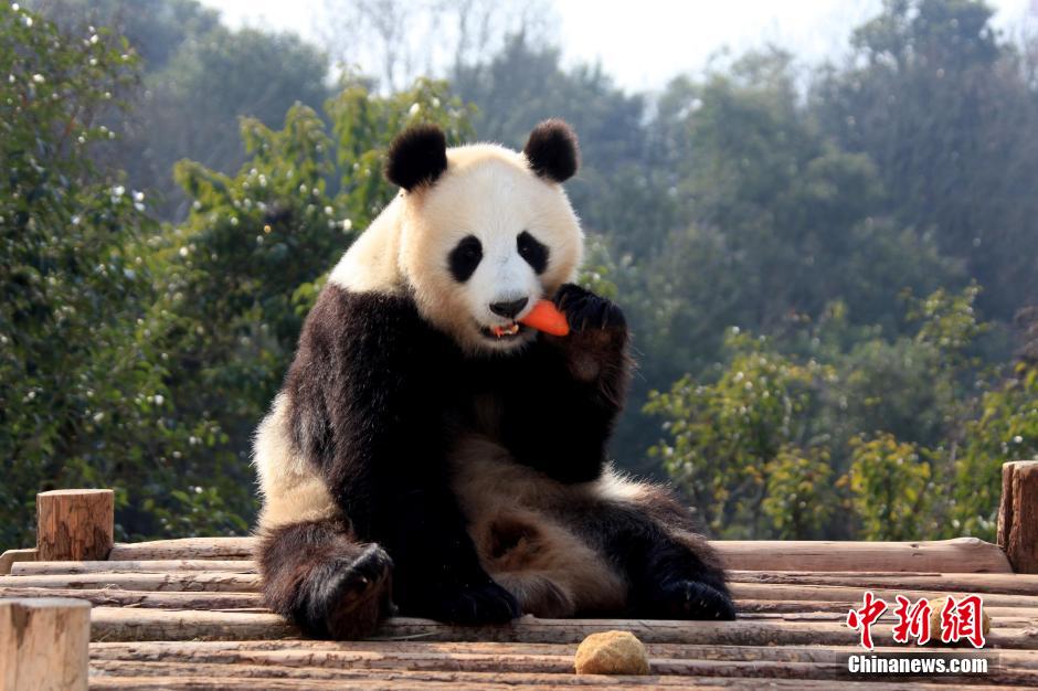 Pandas enjoy sunny winter time in Central China's Anhui Province. [photo / Chinanews.com]