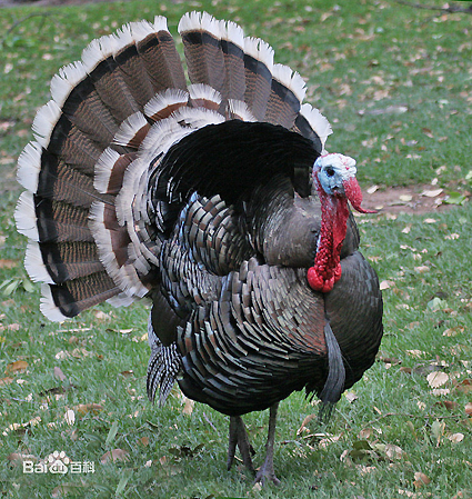 Research on the sexual inclinations of turkeys, one of the 'top 10 craziest animal experiments' by china.org.cn.