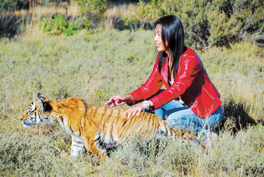 Quan Li, the former head of a much-publicized charity to save endangered South China tigers, is embroiled in a messy divorce involving charges of misuse of funds to finance a lavish lifestyle. 
