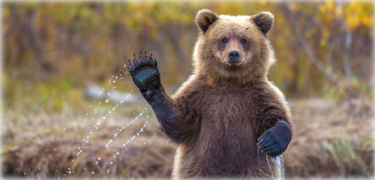 灰熊宝宝向镜头"挥手" 人模人样表情呆萌