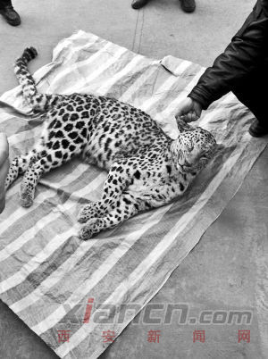 A rare Amur leopard, one of the world's most endangered species, has been killed in northwest China's Shaanxi Province. [photo / xiancn.com]