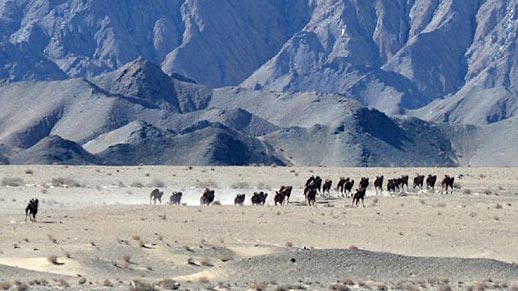 Wild camels appear in Gansu, NW China- China.org.cn