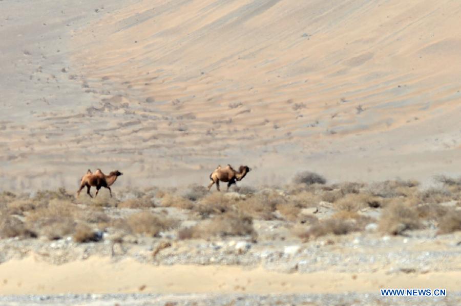 Wild camels appear in Gansu - China.org.cn