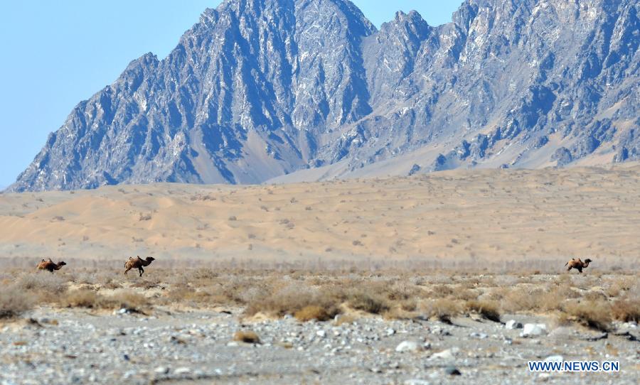 Wild camels appear in Gansu - China.org.cn