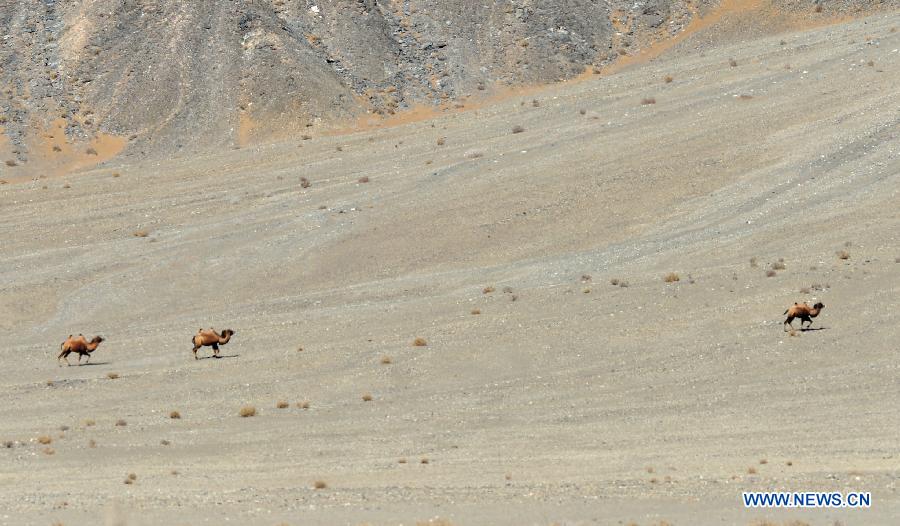 Wild camels appear in Gansu - China.org.cn