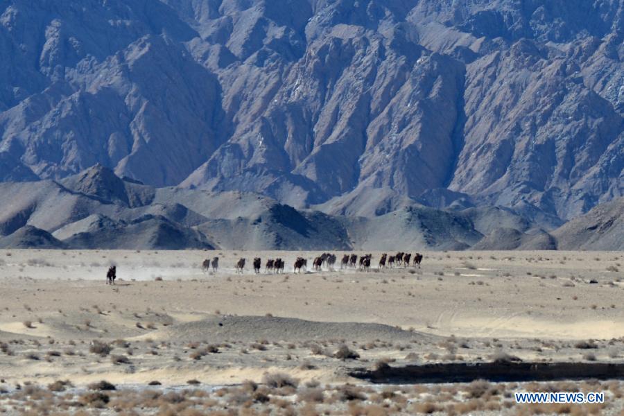 Wild camels appear in Gansu - China.org.cn