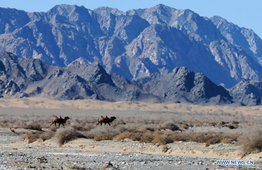 Wild camels appear in Gansu, NW China - China.org.cn