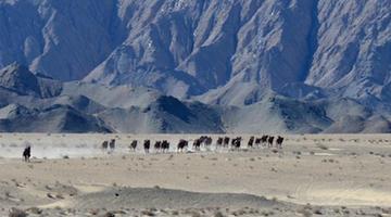 Wild camels appear in Gansu, NW China - China.org.cn