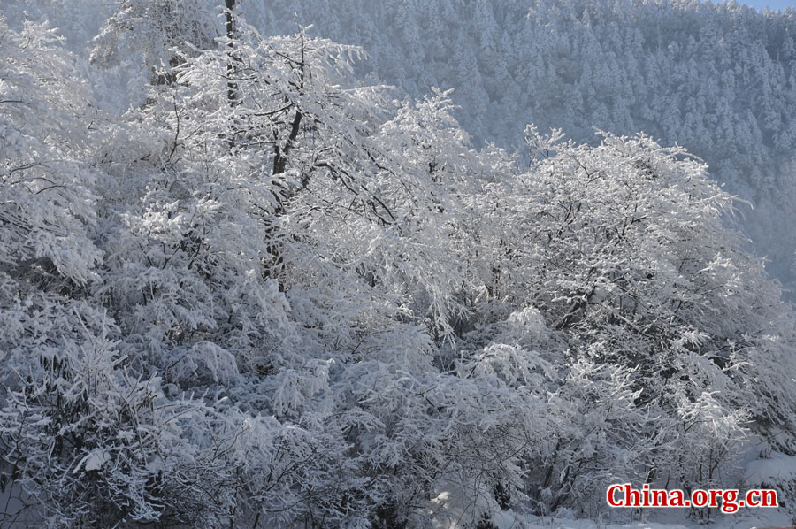 峨眉山的雪景之美，独具一格。“忽如一夜春风来，千树万树梨花开。”雪后上峨眉，如诗如画，那连绵茂密的树林，如同裹上了一袭白衣，更添几分妩媚。[中国网 陈祥昭 摄]