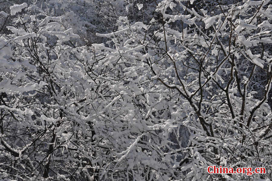 峨眉山的雪景之美，独具一格。“忽如一夜春风来，千树万树梨花开。”雪后上峨眉，如诗如画，那连绵茂密的树林，如同裹上了一袭白衣，更添几分妩媚。[中国网 陈祥昭 摄]