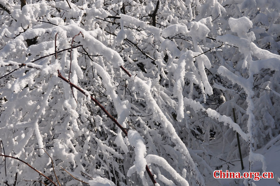 峨眉山的雪景之美，独具一格。“忽如一夜春风来，千树万树梨花开。”雪后上峨眉，如诗如画，那连绵茂密的树林，如同裹上了一袭白衣，更添几分妩媚。[中国网 陈祥昭 摄]