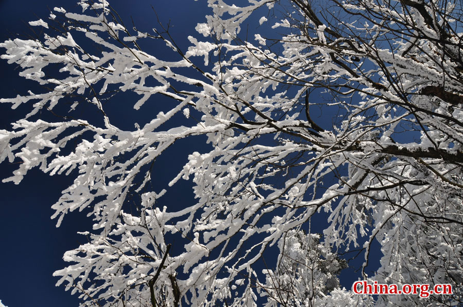 峨眉山的雪景之美，独具一格。“忽如一夜春风来，千树万树梨花开。”雪后上峨眉，如诗如画，那连绵茂密的树林，如同裹上了一袭白衣，更添几分妩媚。[中国网 陈祥昭 摄]