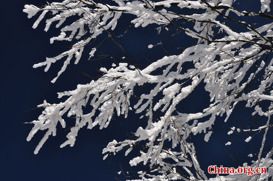 峨眉山的雪景之美，独具一格。“忽如一夜春风来，千树万树梨花开。”雪后上峨眉，如诗如画，那连绵茂密的树林，如同裹上了一袭白衣，更添几分妩媚。[中国网 陈祥昭 摄]