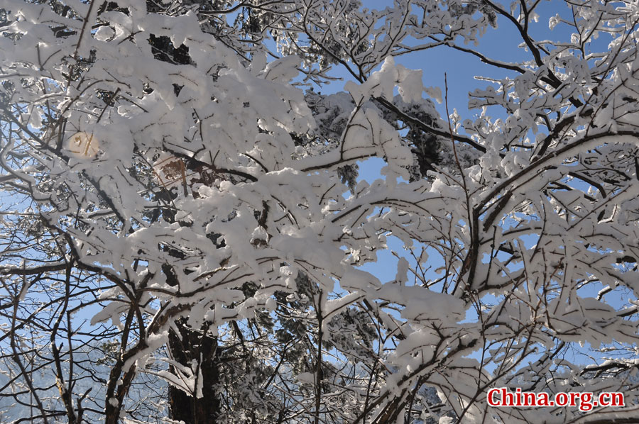 峨眉山的雪景之美，独具一格。“忽如一夜春风来，千树万树梨花开。”雪后上峨眉，如诗如画，那连绵茂密的树林，如同裹上了一袭白衣，更添几分妩媚。[中国网 陈祥昭 摄]