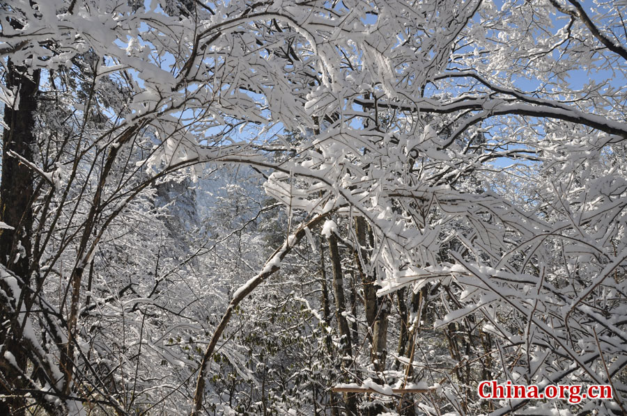 峨眉山的雪景之美，独具一格。“忽如一夜春风来，千树万树梨花开。”雪后上峨眉，如诗如画，那连绵茂密的树林，如同裹上了一袭白衣，更添几分妩媚。[中国网 陈祥昭 摄]