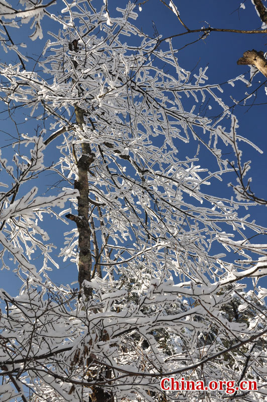峨眉山的雪景之美，独具一格。“忽如一夜春风来，千树万树梨花开。”雪后上峨眉，如诗如画，那连绵茂密的树林，如同裹上了一袭白衣，更添几分妩媚。[中国网 陈祥昭 摄]
