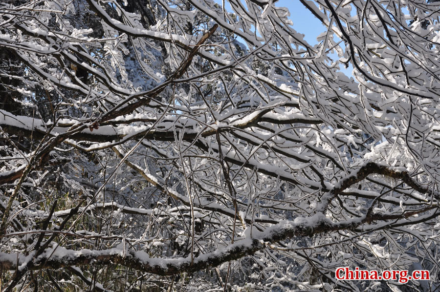 峨眉山的雪景之美，独具一格。“忽如一夜春风来，千树万树梨花开。”雪后上峨眉，如诗如画，那连绵茂密的树林，如同裹上了一袭白衣，更添几分妩媚。[中国网 陈祥昭 摄]