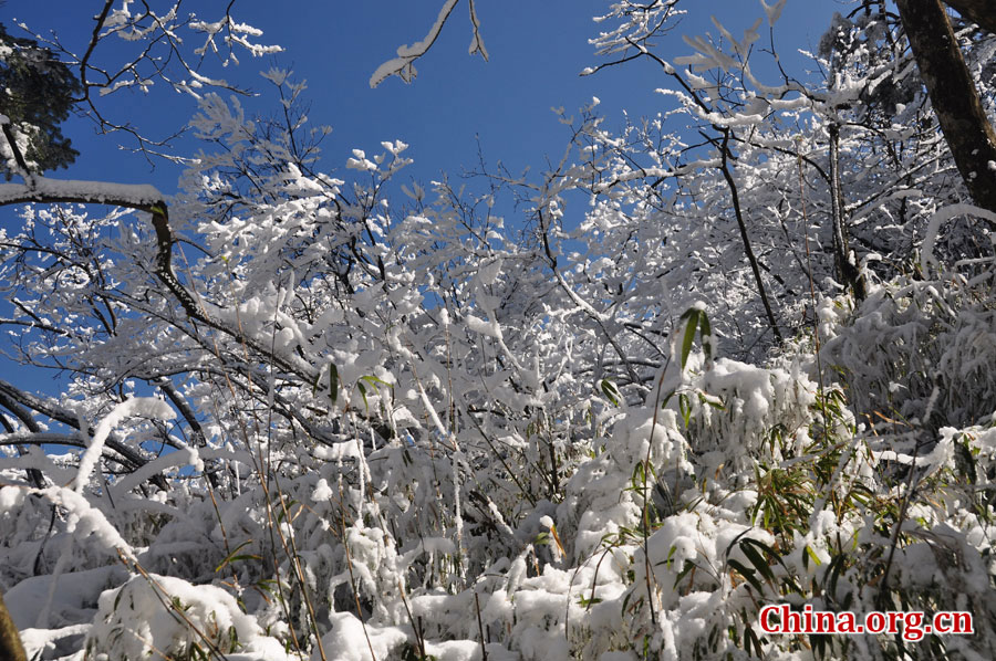 峨眉山的雪景之美，独具一格。“忽如一夜春风来，千树万树梨花开。”雪后上峨眉，如诗如画，那连绵茂密的树林，如同裹上了一袭白衣，更添几分妩媚。[中国网 陈祥昭 摄]