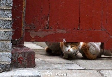 According to workers at Forbidden City, stray cats living inside the palace can help control the rat population.[Photo/Chengdu Business Daily]
