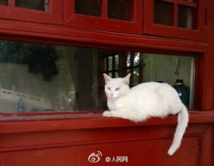 According to workers at Forbidden City, stray cats living inside the palace can help control the rat population.[Photo/Chengdu Business Daily]