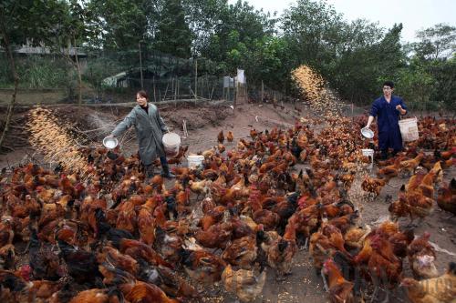 A couple raise chickens with grains at a farm in Neijiang City, southwest China's Sichuan Province, on November 11 [Photo/Xinhua]