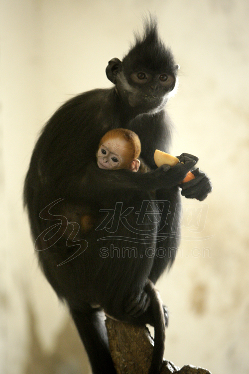 The alert baby monkey is carefully confined to its mother's protection in Yantai, Shandong province, on Thursday, March 13, 2014. [Photo/shm.com.cn]