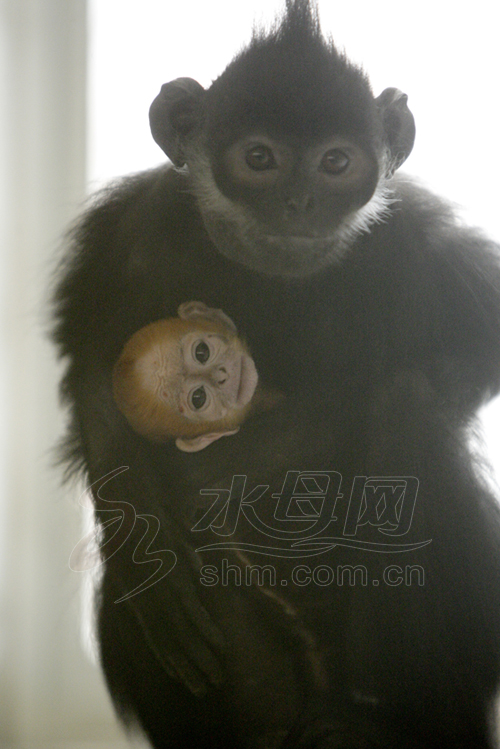 The alert baby monkey is carefully confined to its mother's protection in Yantai, Shandong province, on Thursday, March 13, 2014. [Photo/shm.com.cn]