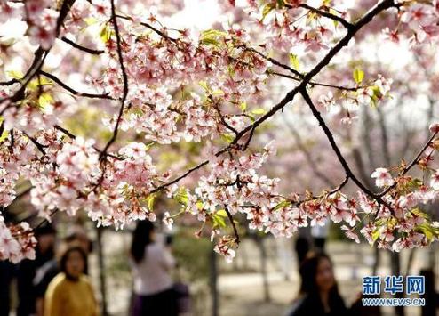 Shanghai annual Cherry Blossom Festival opens at Gucun Park this Thursday. 