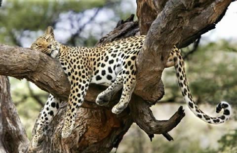 Sleeping animals in funny positions 