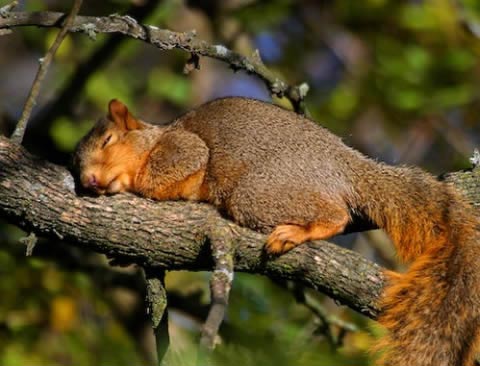 Sleeping animals in funny positions 