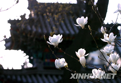 牛街礼拜寺