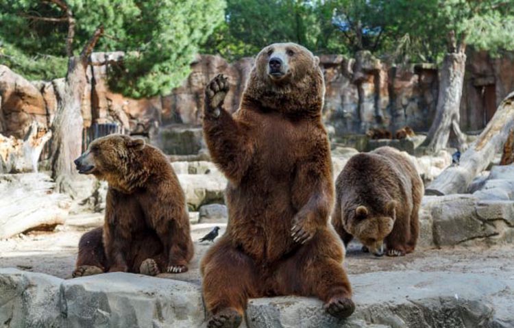 brown-bear-in-spanish-zoo-waves-hello-to-visitors-china-cn