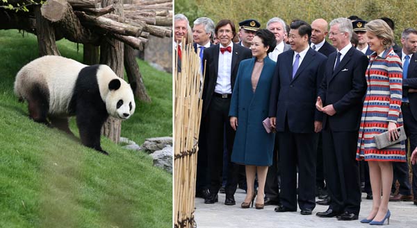 The combo photo taken on March 30, 2014 shows Chinese President Xi Jinping (3rd R, front), his wife Peng Liyuan (4th R, front), Belgian King Philippe (2nd R, front), Queen Mathilde (front R) and Belgian Prime Minister Elio Di Rupo (5th R, front) visiting the panda house at the Pairi Daiza zoo in Brugelette, Belgium. [Photo/Xinhua]    
