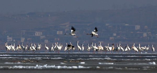 White cranes during their stay in Huanzidong, Liaoning province. [Photos by Zou Hong / China Daily]