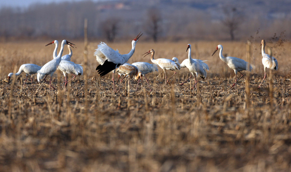 White cranes during their stay in Huanzidong, Liaoning province. [Photos by Zou Hong / China Daily]