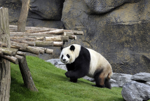 Giant panda Xing Hui