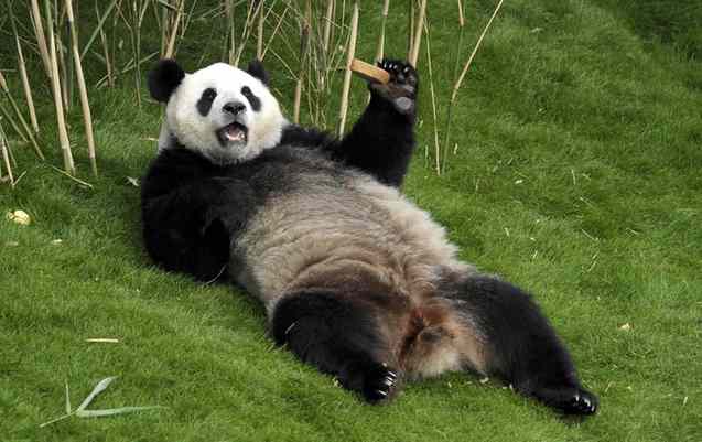 Giant panda Hao Hao